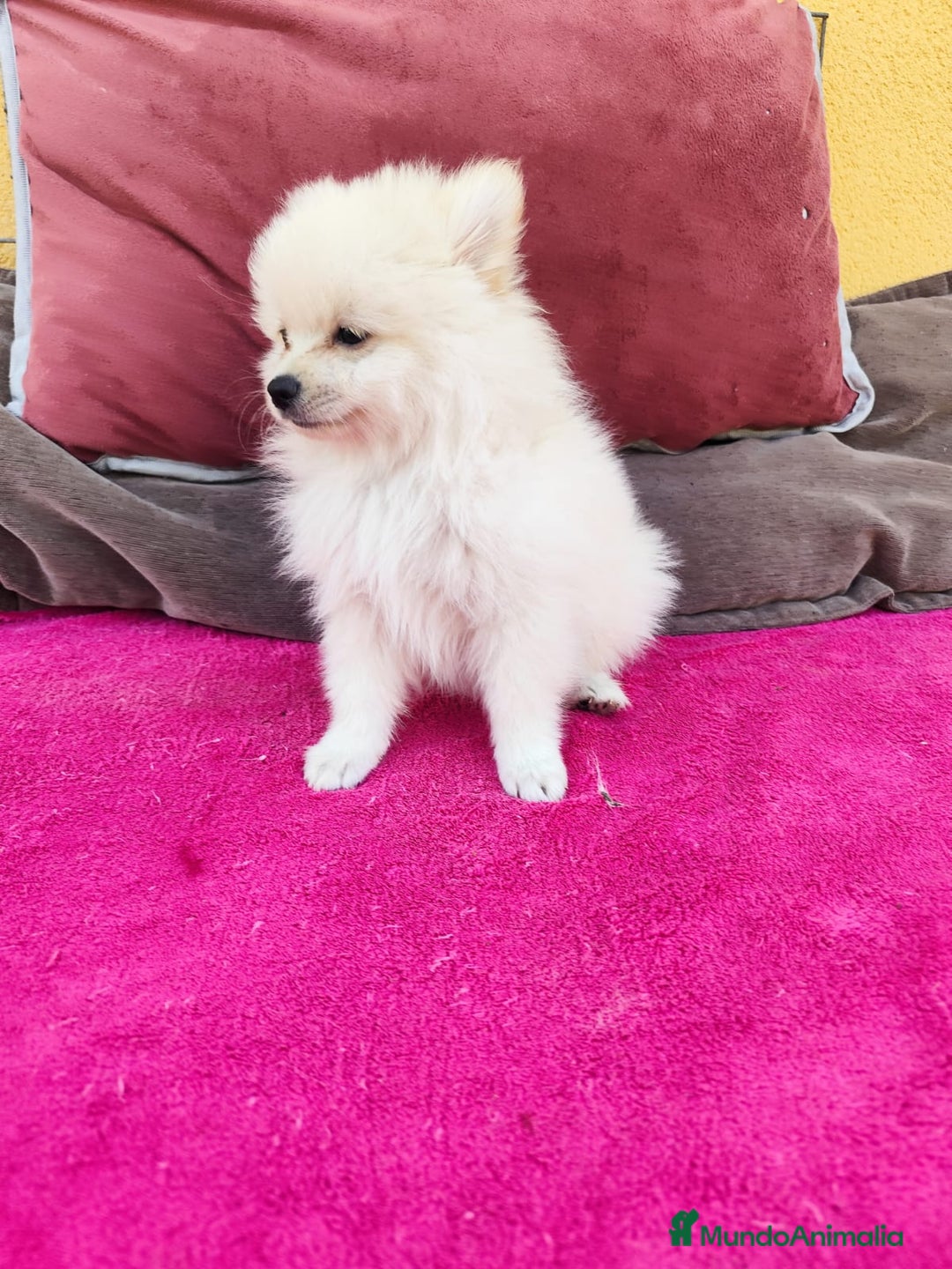 Pomerania perros en venta: Pomerania toy macho blanco  - Imagen 4