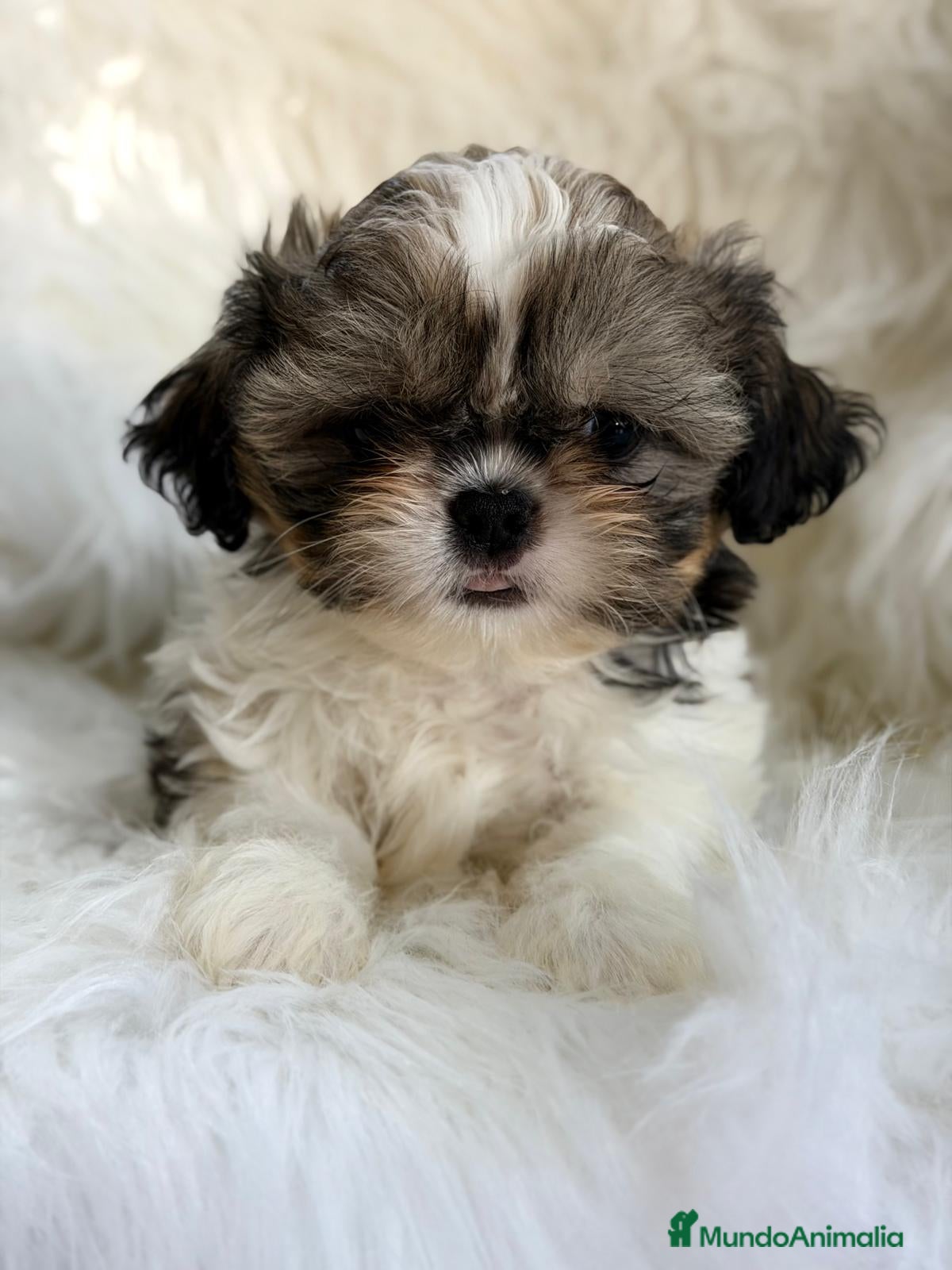 Shih Tzu perros SHIH TZU MACHO  - Anuncio 1