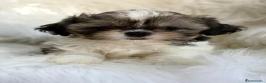 Shih Tzu Cachorro 1