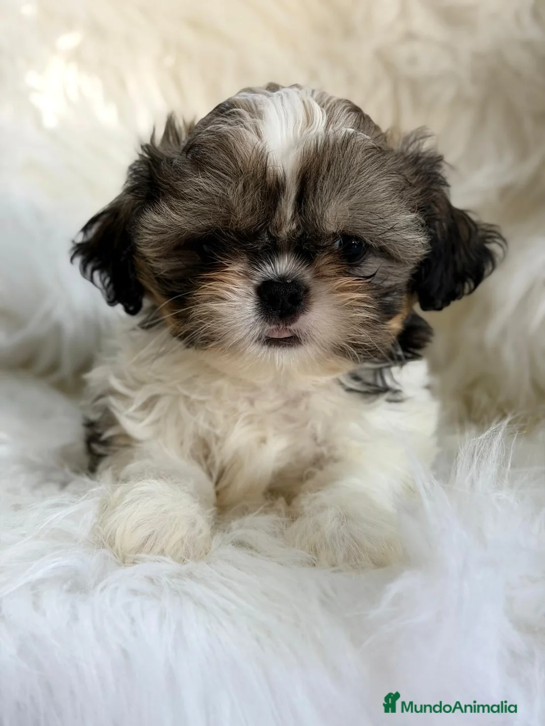 Shih Tzu perros en venta: SHIH TZU MACHO  - Anuncio 1