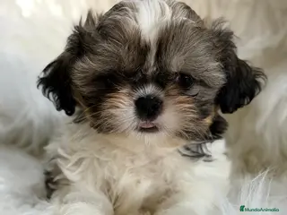 Shih Tzu perros SHIH TZU MACHO - Anuncio 1