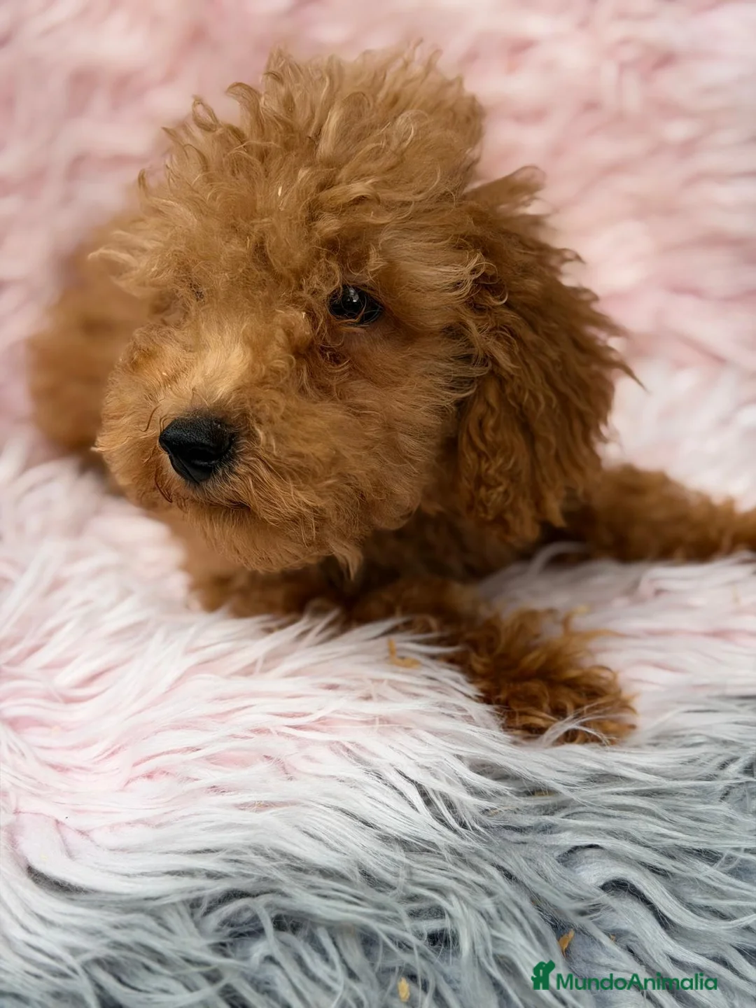 Maltipoo perros en venta: MALTIPOO  - Anuncio 7