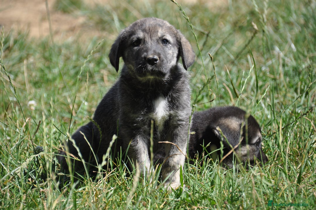 Mastín Español perros en venta: Cachorros de Mastin Español Ganadero Autóctono - Imagen 3
