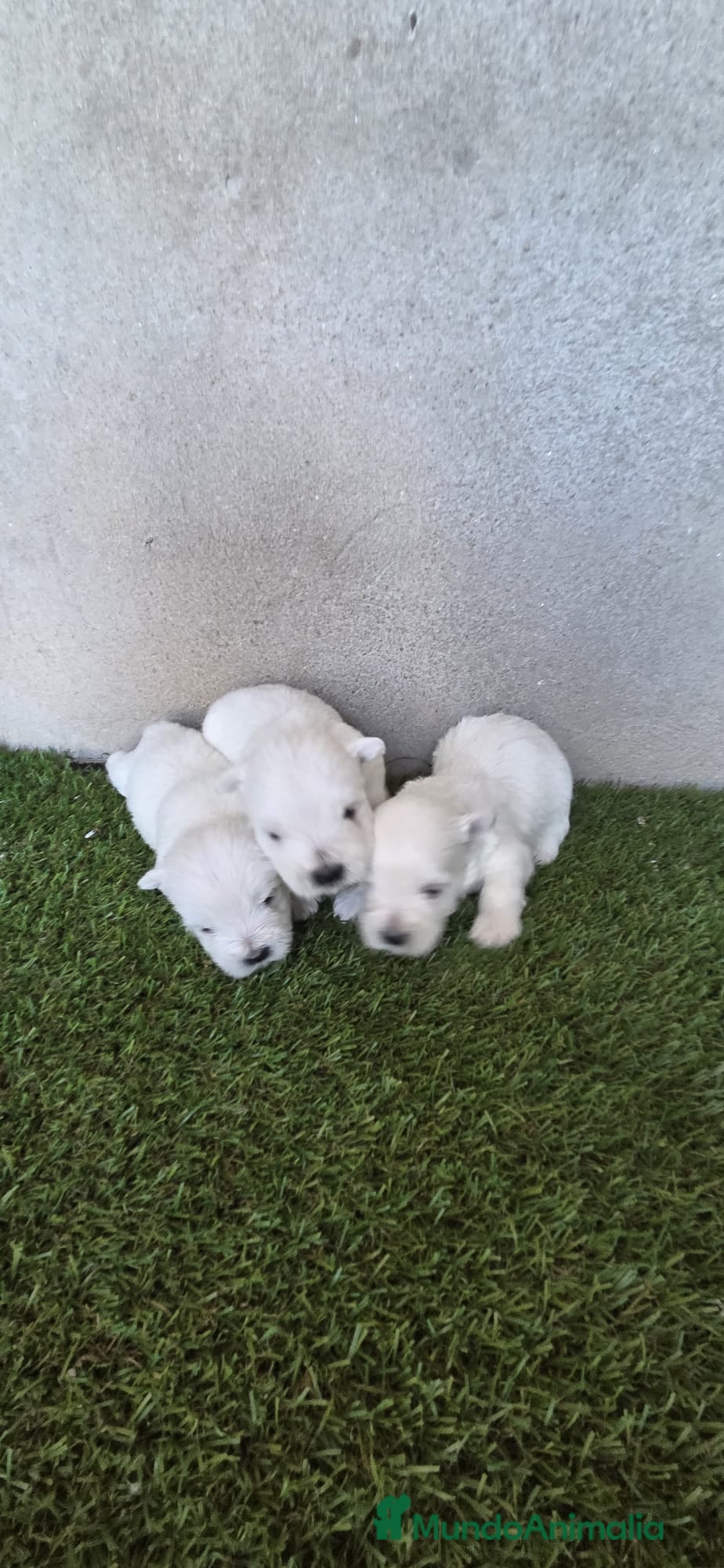 West Highland White Terrier perros Westy - Anuncio 5