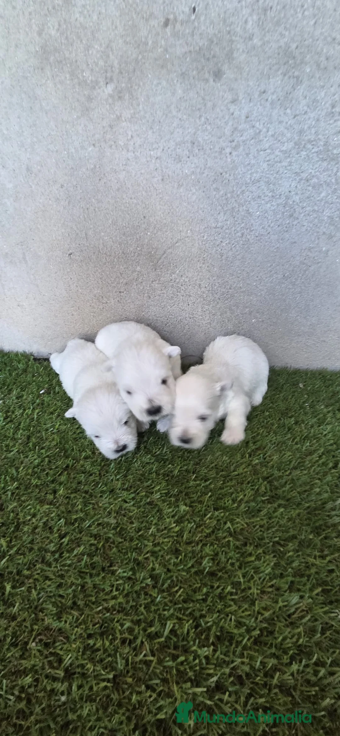 West Highland White Terrier perros en venta: Westy - Anuncio 1