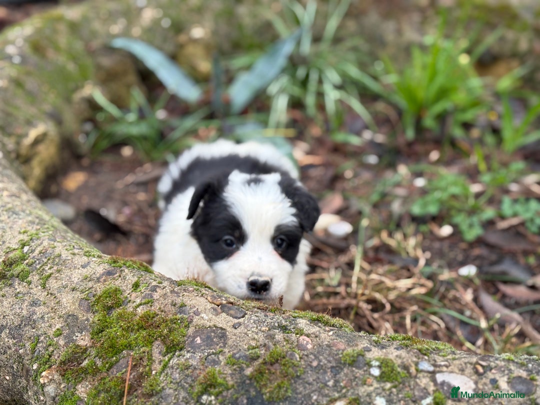 Border Collie perros en venta: 🐾 Preciosos Border Collie con pedigree 🐾 - Anuncio 7