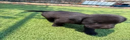 Labrador Retriever perros en venta: LABRADOR - Anuncio 39
