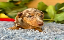 Teckel Miniatura perros en venta: Teckel arlequín chocolate  - Imagen 5