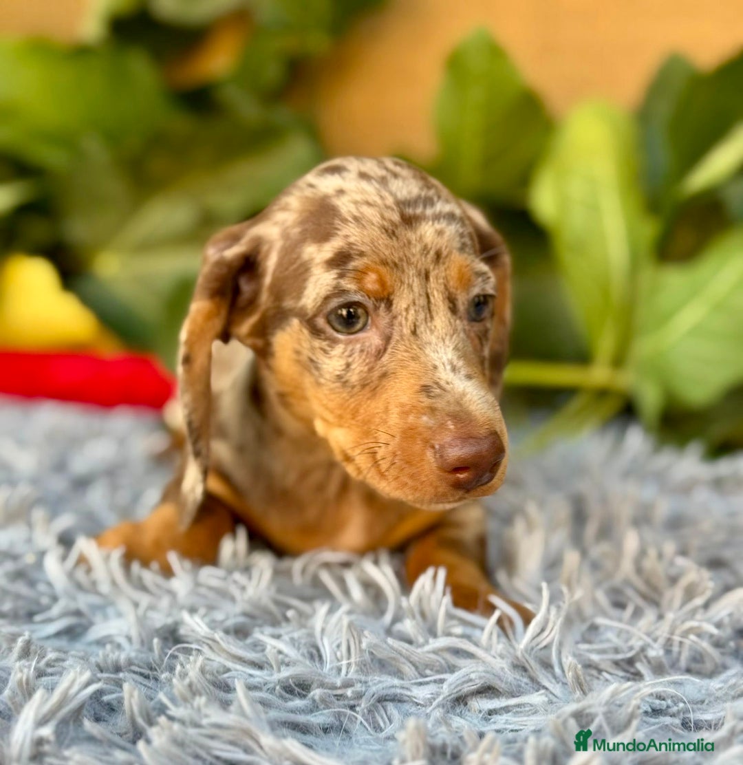 Teckel Miniatura perros en venta: Teckel arlequín chocolate  - Imagen 5