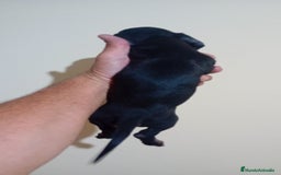Teckel Miniatura perros en venta: Último teckel mini !! - Imagen 3