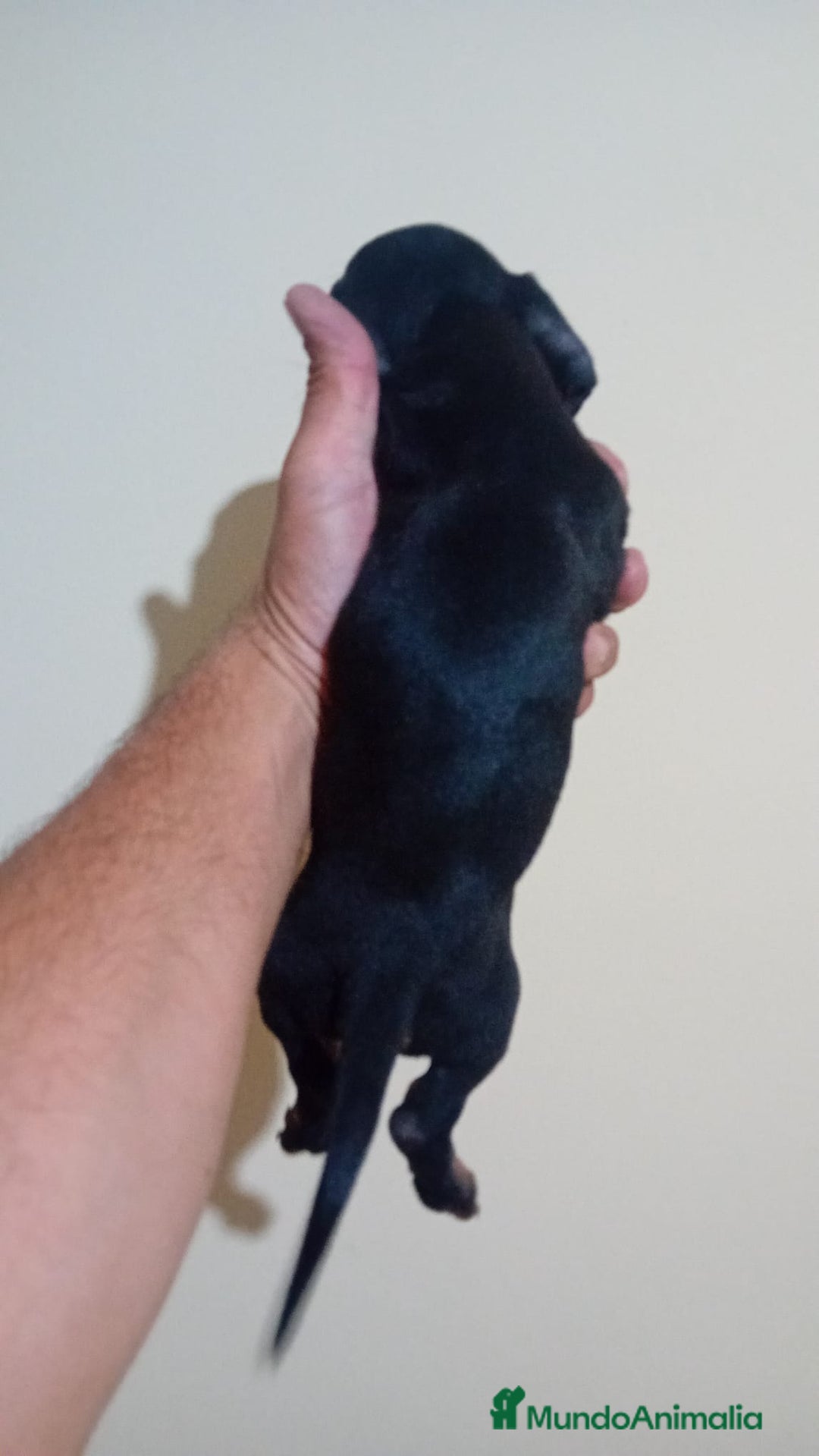 Teckel Miniatura perros en venta: Último teckel mini !! - Imagen 3