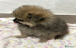 Pomerania perros en venta: Lulu pomerania mini toy  - Imagen 1
