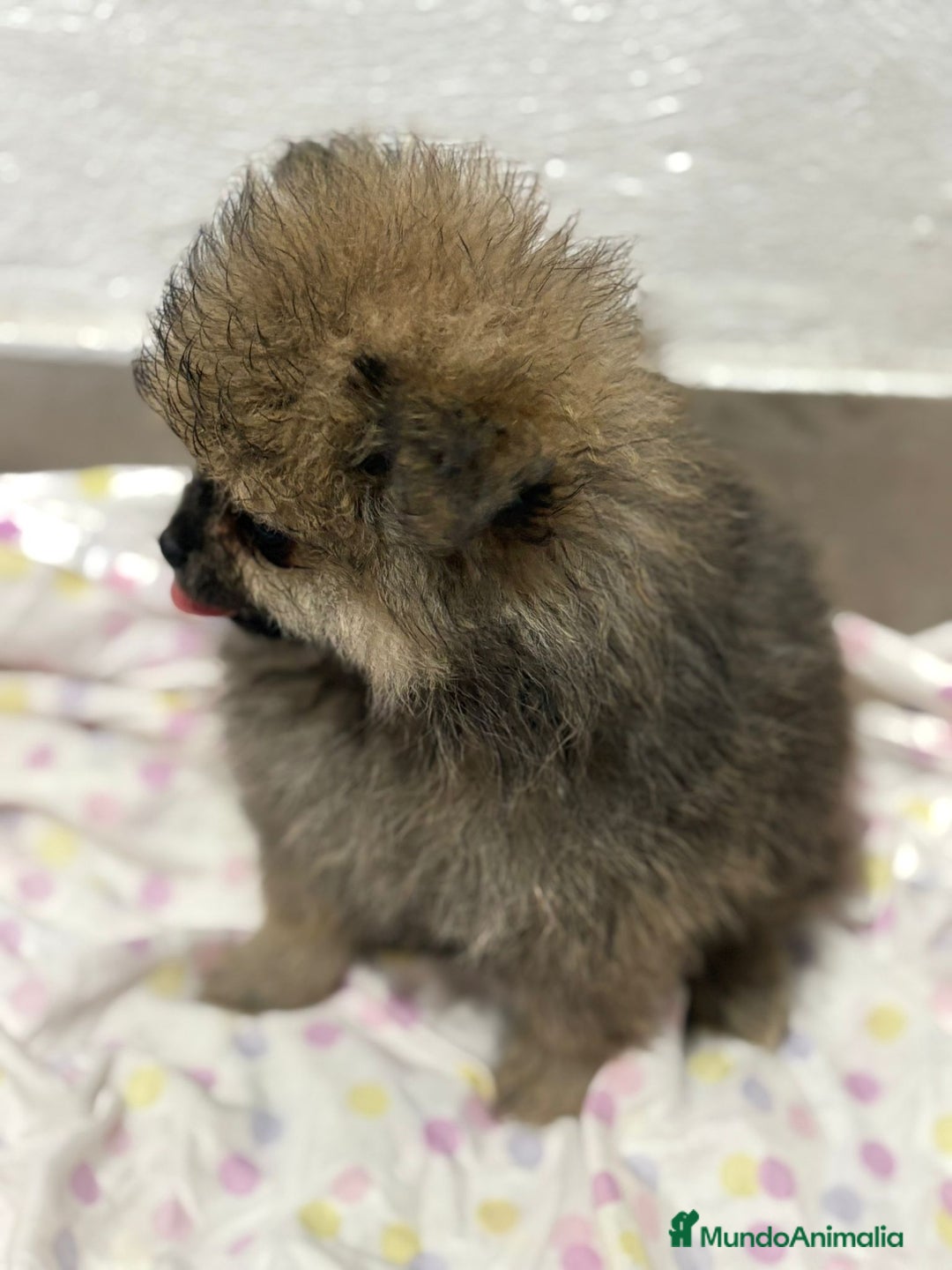 Pomerania perros en venta: Lulu pomerania mini toy  - Imagen 1