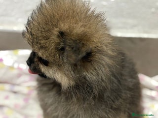Pomerania perros - Anuncio 6