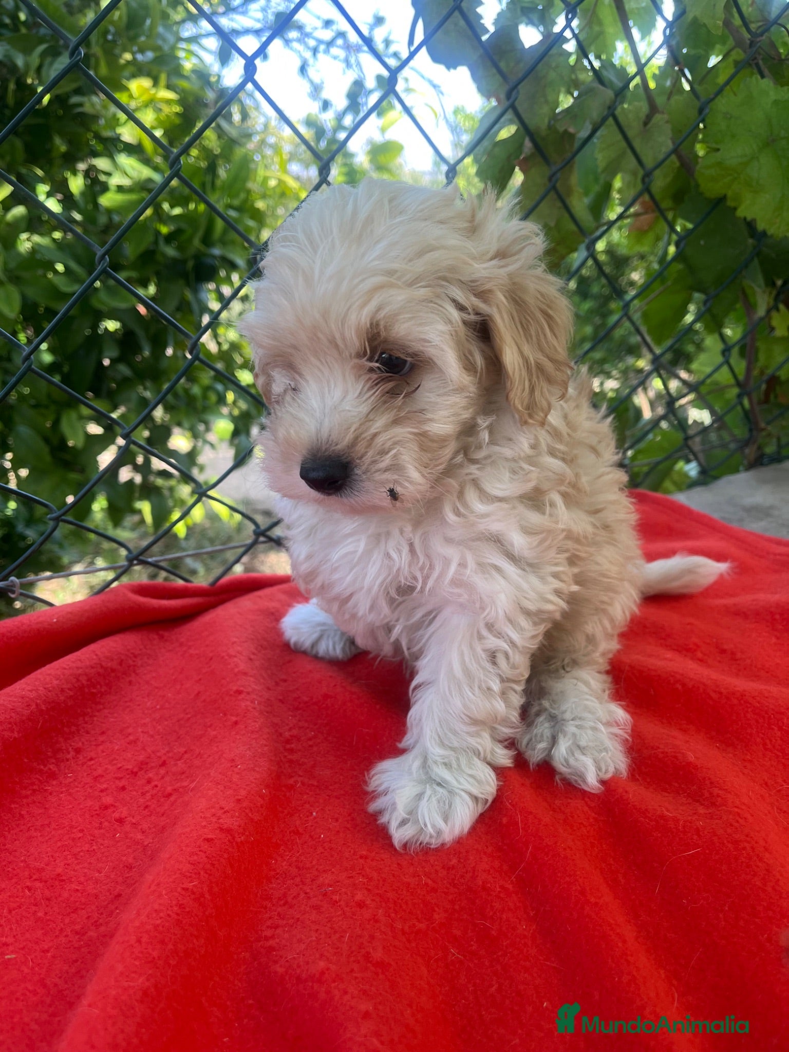 Maltipoo perros PRECIOSA HEMBRA DE MALTIPOO  - Anuncio 3