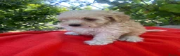 Maltipoo perros en venta: PRECIOSA HEMBRA DE MALTIPOO  - Anuncio 1