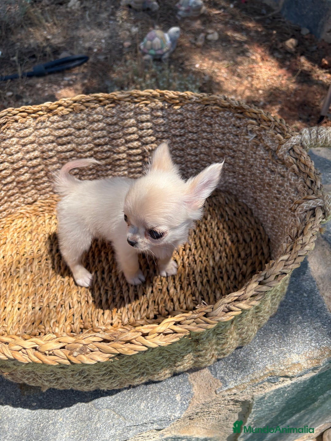 Chihuahua perros en venta: Chihuahua Micro Toy Hembra disponible  - Imagen 6