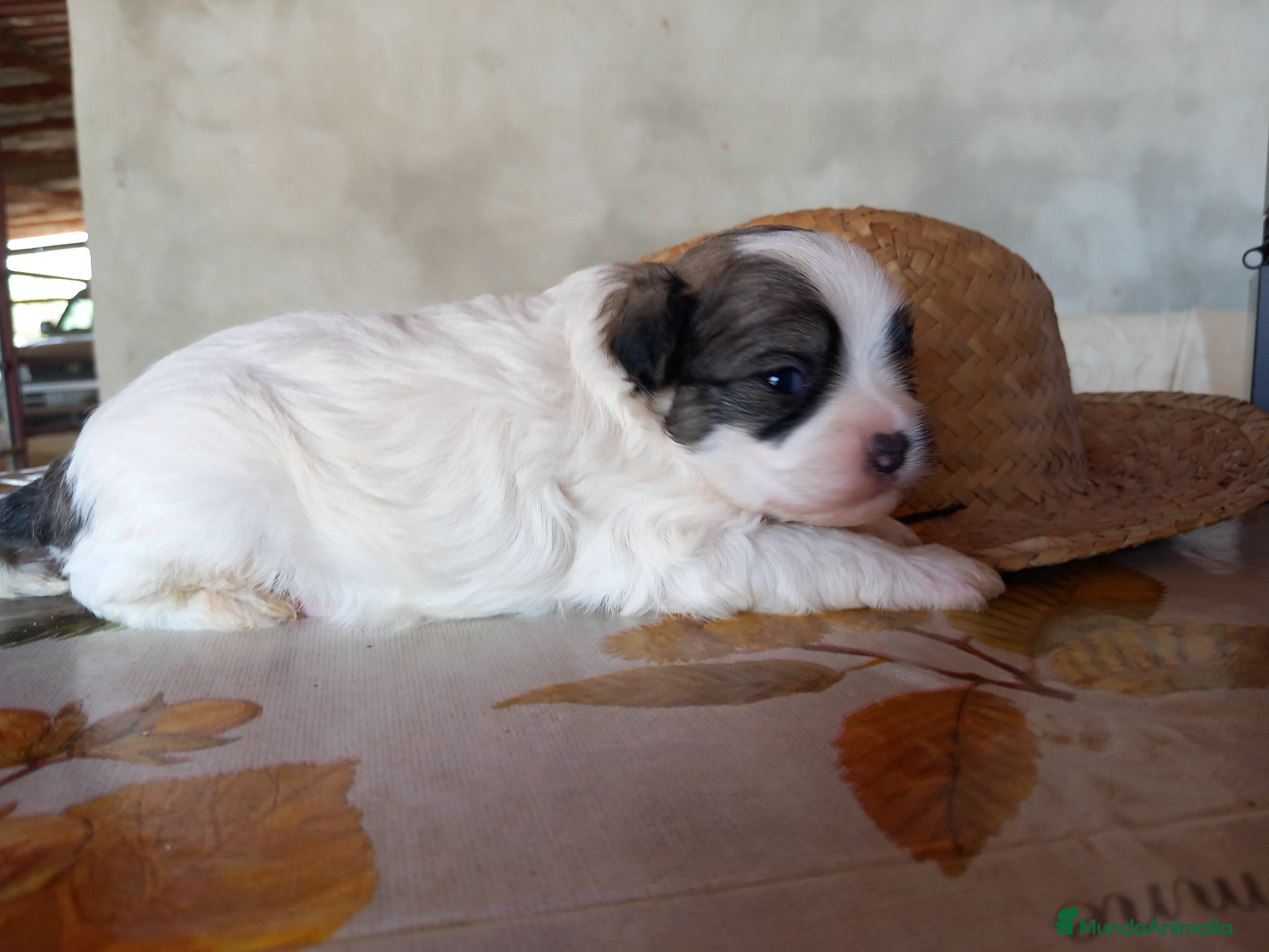Otras razas perros Crestados Chinos - Anuncio 5