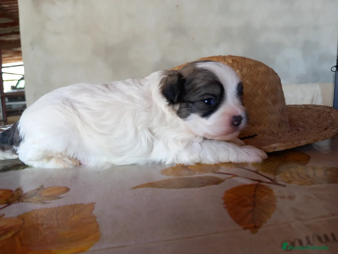 Otras razas perros en venta: Crestados Chinos - Anuncio 1