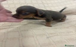 Pinscher Miniatura perros en venta: Pinscher miniatura chocolate  - Imagen 26