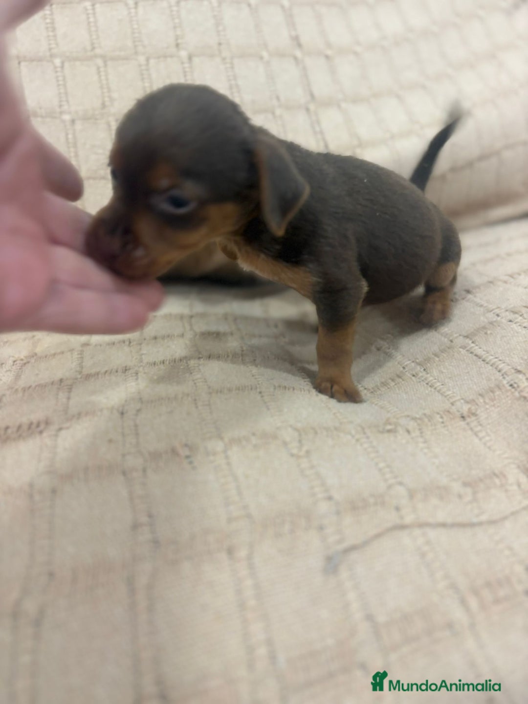 Pinscher Miniatura perros en venta: Pinscher miniatura chocolate  - Imagen 26