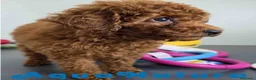 Caniche Toy perros en venta: Caniche Macho 1917 AQUANATURA - Anuncio 2