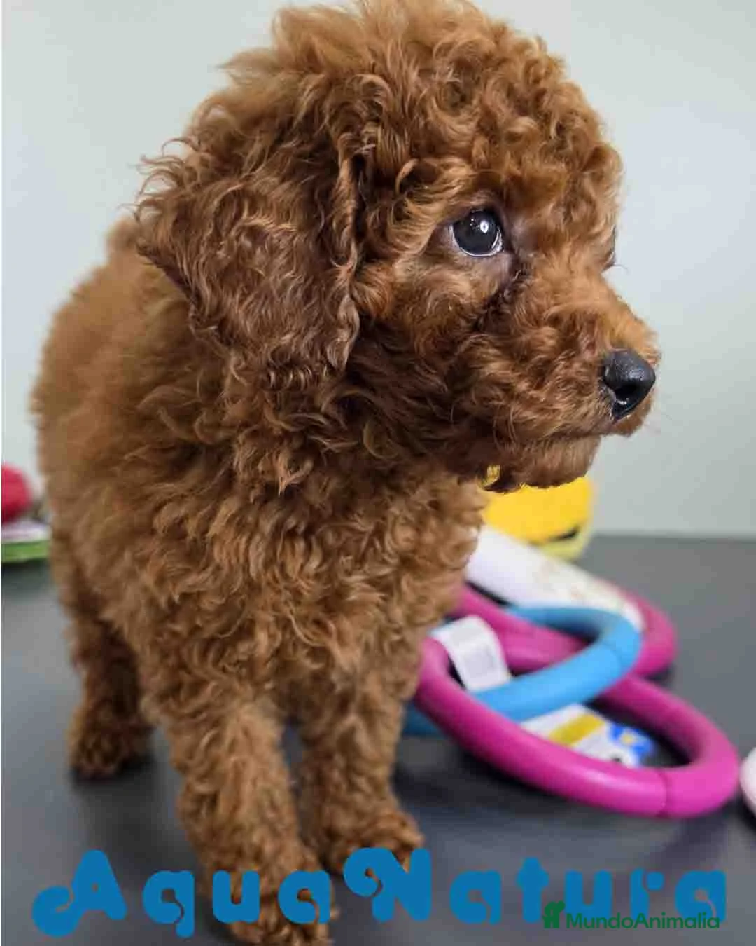Caniche Toy perros en venta: Caniche Macho 1917 AQUANATURA - Anuncio 2