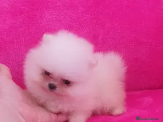 Pomerania perros Lulú de Pomerania - Anuncio 24