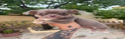 Chihuahua perros en venta: Chihuahuas machos isabelas disponibles - Anuncio 1