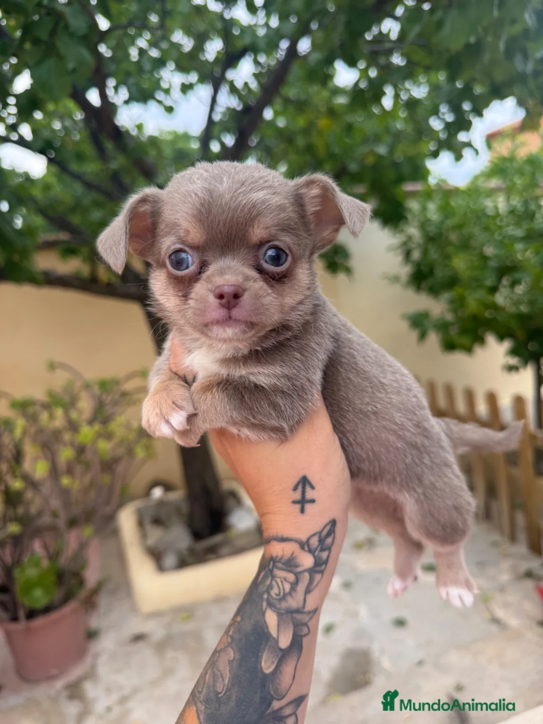 Chihuahua perros en venta: Chihuahuas machos isabelas disponibles - Anuncio 1