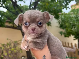 Chihuahua perros Chihuahuas machos isabelas disponibles - Anuncio 1