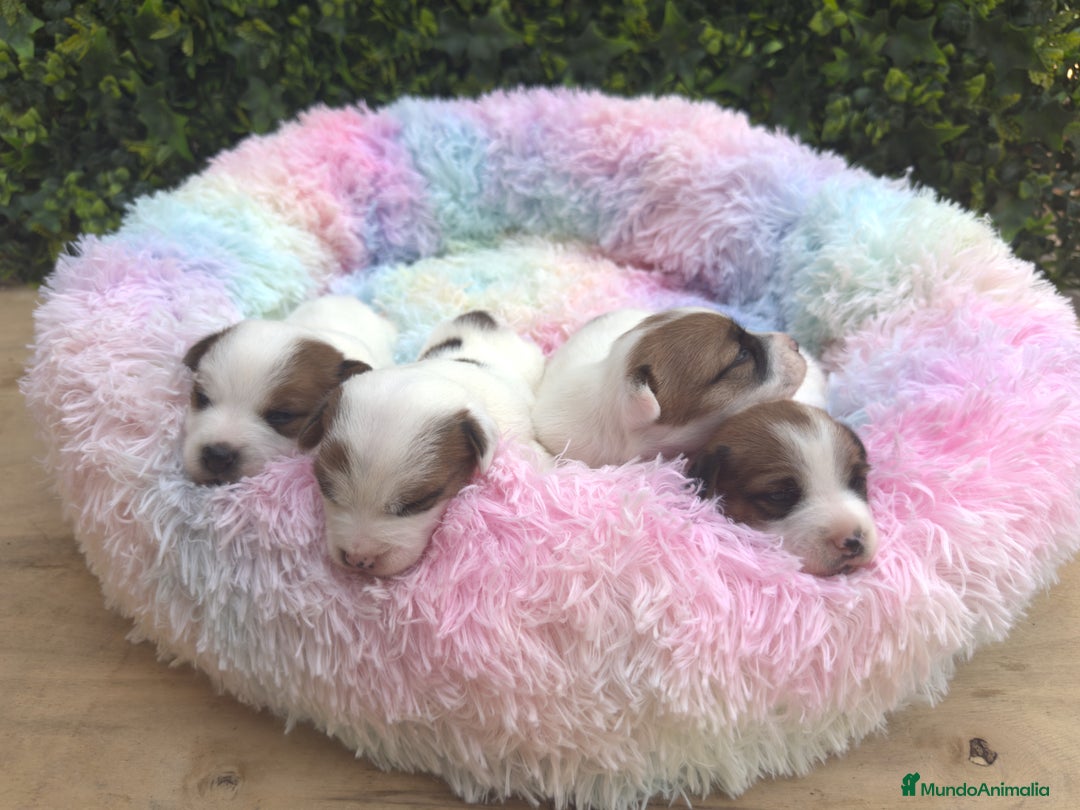 Jack Russell Terrier perros en venta: CACHORROS JACK RUSSELL - Imagen 5