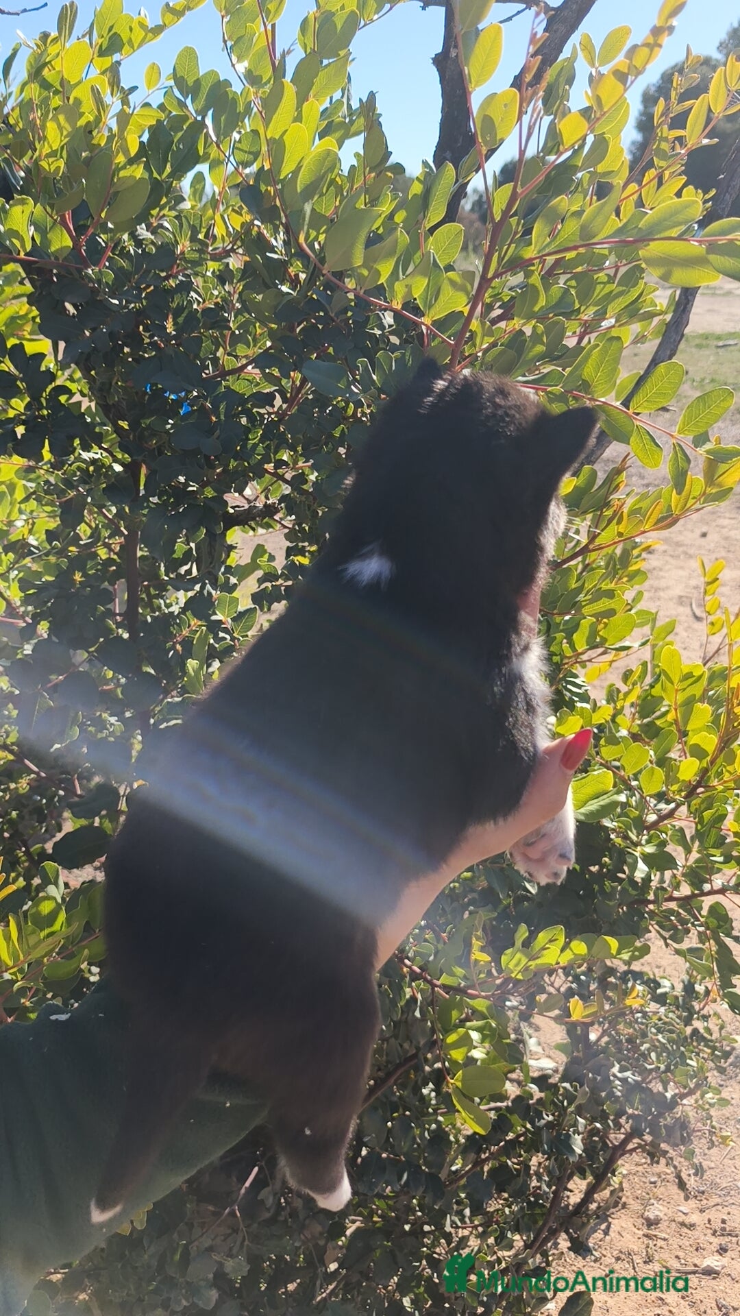 Husky Siberiano perros en venta: Husky SIBERIANO  - Anuncio 9