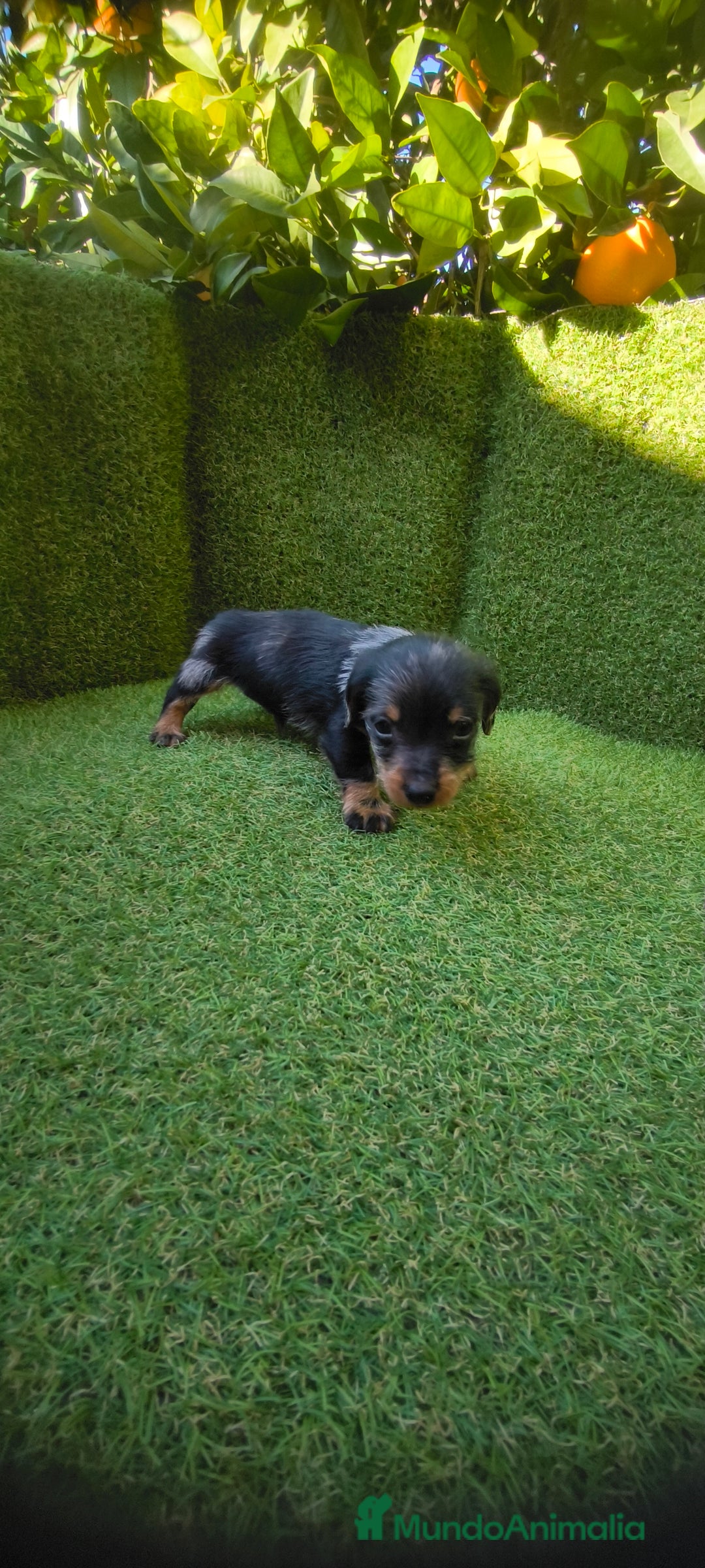 Teckel Miniatura perros en venta: camada teckel miniatura  - Anuncio 21