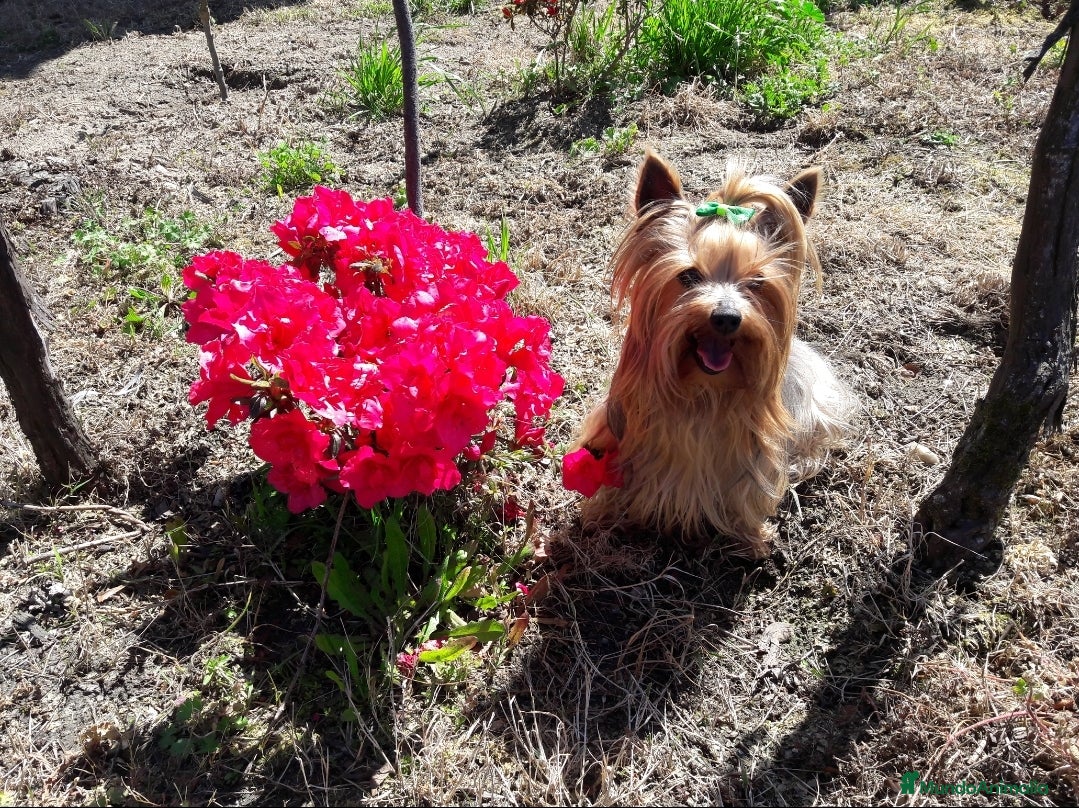 Yorkshire Terrier perros Yorkshires  - Anuncio 1