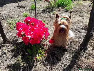 Yorkshire Terrier perros Yorkshires - Anuncio 1