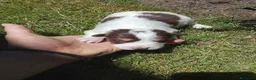 Border Collie perros en venta: Preciosa camada de border collie  - Anuncio 6