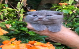 Scottish Fold gatos en venta: Gatito Scottish Fold Macho Azul - Imagen 1