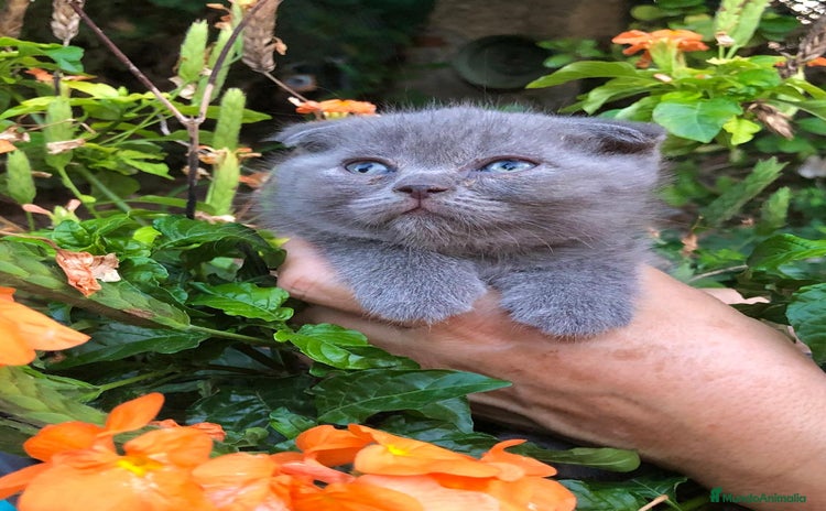Scottish Fold gatos - Anuncio 2