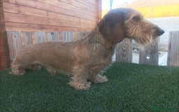 Teckel Miniatura perros en venta: CAMADA MINIATURA PELO DURO - Imagen 1