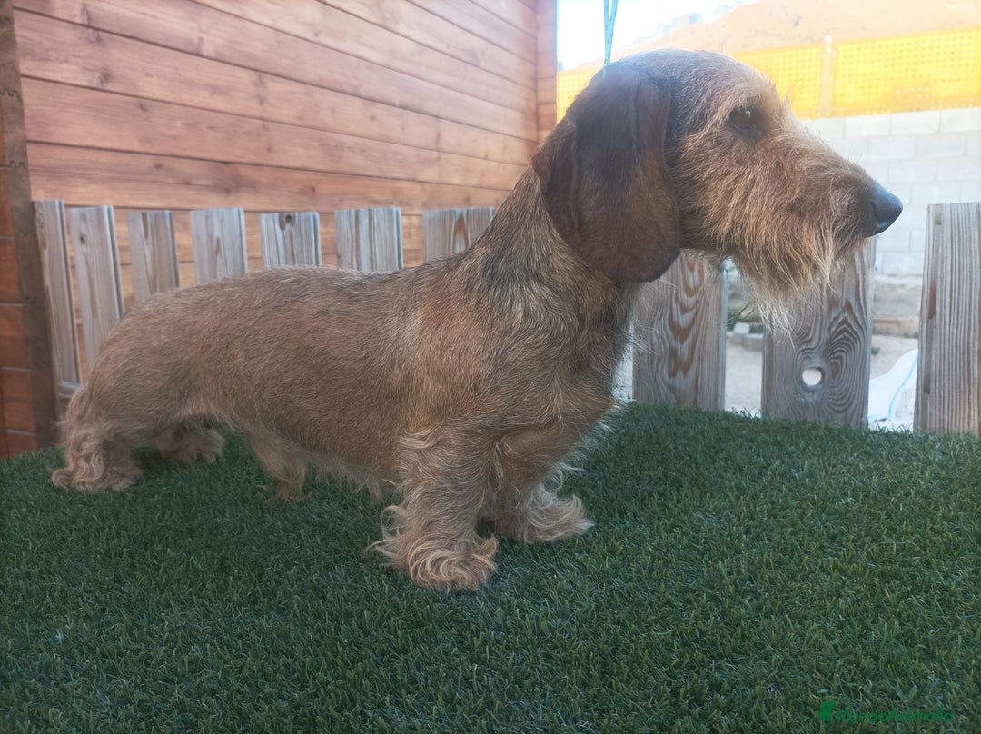 Teckel Miniatura perros en venta: CAMADA MINIATURA PELO DURO - Imagen 1