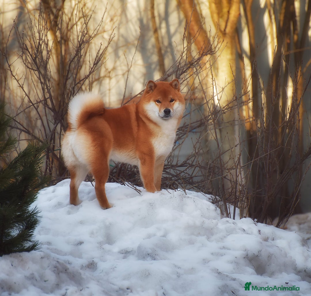 Shiba Inu perros en venta: SHIBA INU SELECCIÓN - Imagen 3