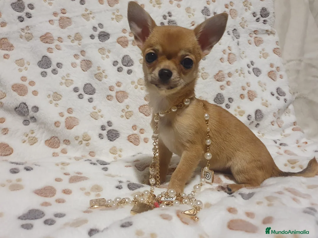 Chihuahua perros en venta: Chihuahuas bebes  en Granada - Anuncio 3