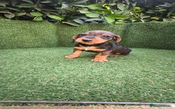 Teckel Miniatura perros en venta: teckel miniatura  - Imagen 7