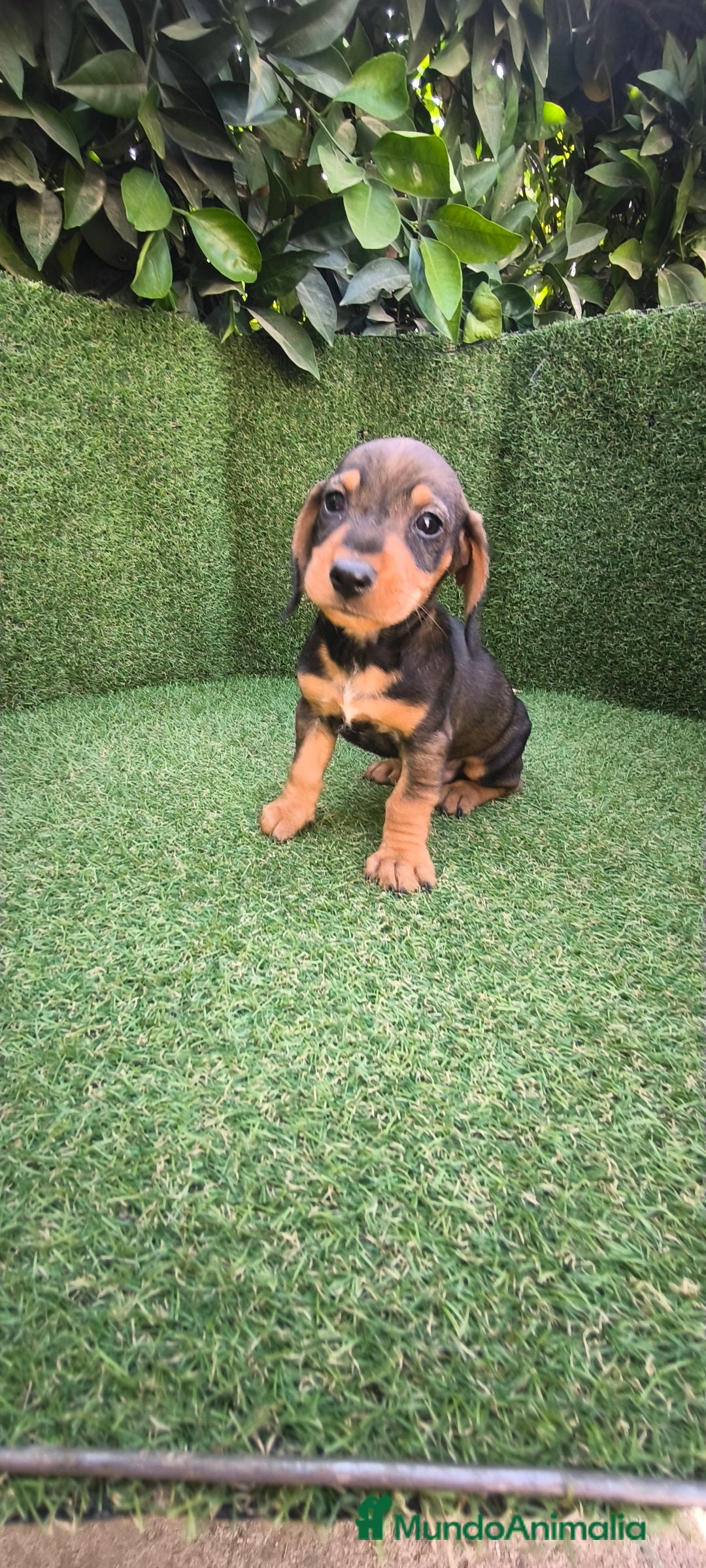 Teckel Miniatura perros en venta: teckel miniatura  - Imagen 7