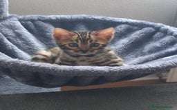 Bengalí gatos en venta: Cachorros bengalíes  - Imagen 1