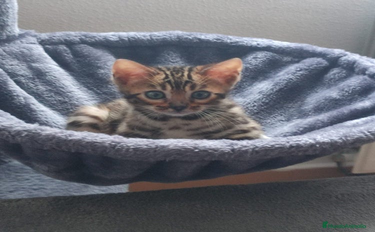 Bengalí gatos - Anuncio 4