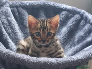 Bengalí gatos - Anuncio 4