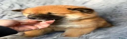 Shiba Inu perros en venta: Shiba Inu macho - Anuncio 4