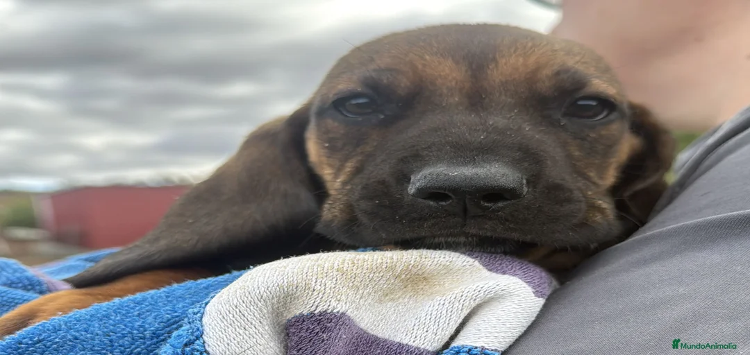 Imagen de galería {{count}}